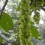 Pterocarya fraxinifolia